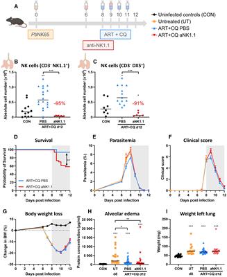 NK cells contribute to the resolution of experimental malaria-associated acute respiratory distress syndrome after antimalarial treatment